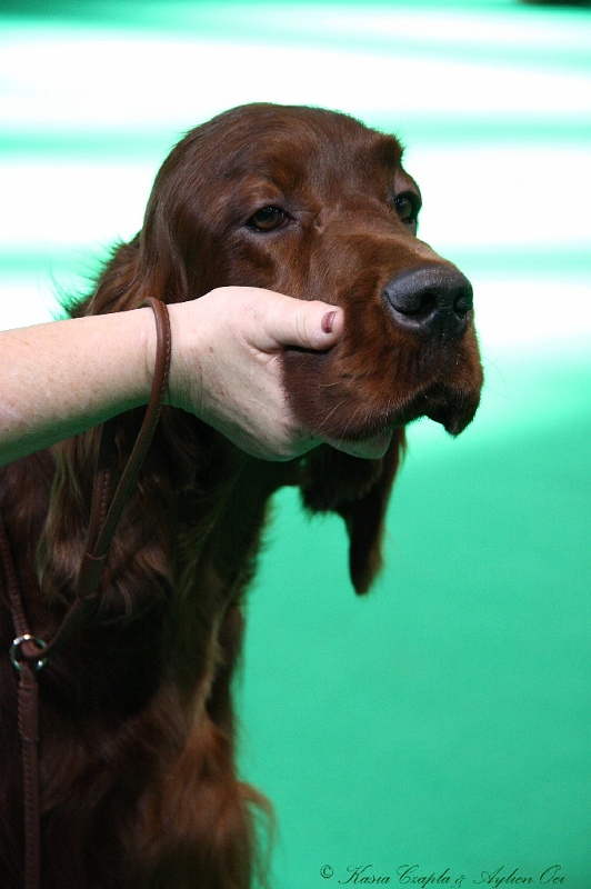 Crufts2011 574.jpg